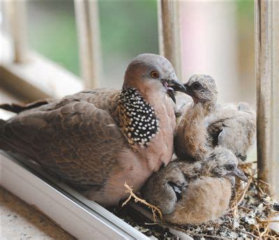 小鳥飛到家裡|【家裡出現鳥】家裡鳥進來有什麼好兆頭？自來鳥寓意大公開！